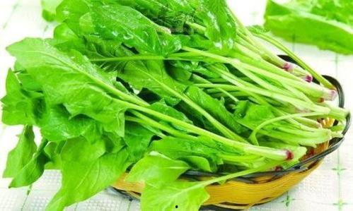 菠菜与茭瓜能一起吃吗,营养搭配与食用禁忌解析 第2张 菠菜与茭瓜能一起吃吗,营养搭配与食用禁忌解析 第2张